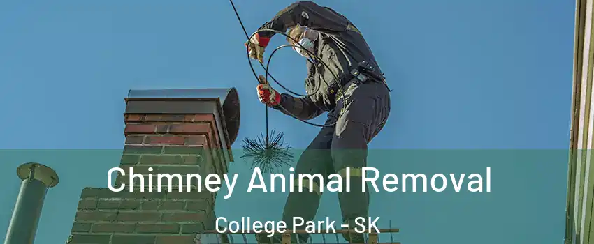 Chimney Animal Removal College Park - SK