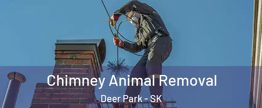  Chimney Animal Removal Deer Park - SK