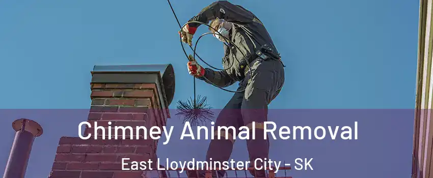 Chimney Animal Removal East Lloydminster City - SK