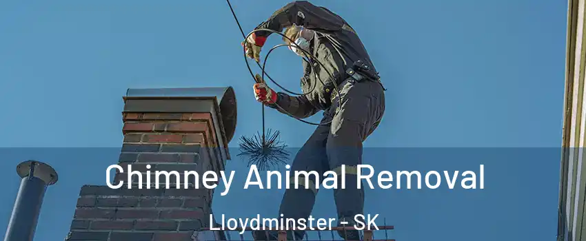 Chimney Animal Removal Lloydminster - SK