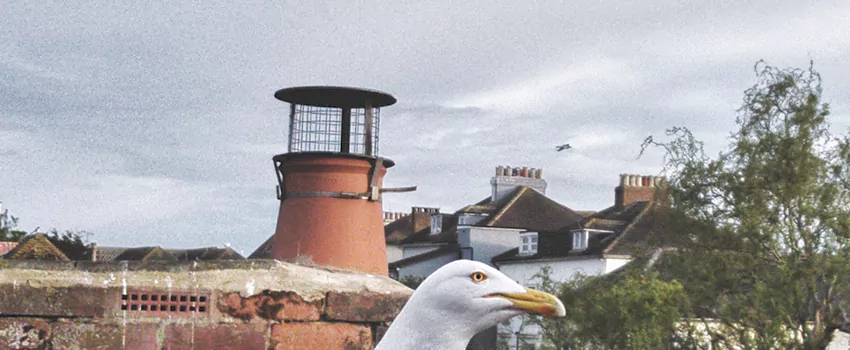 Chimney Cap Bird Guard Repair in Parkview Estates, Saskatchewan